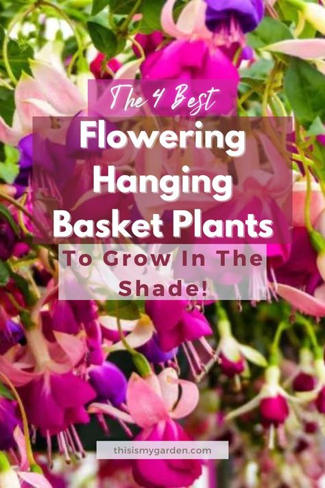 Up close image of a fuchsia plant growing in a hanging basket. From thisismygarden.com. Best Flowers For Shade, Hanging Flowering Plants, Planters For Shade, Hanging Basket Plants, Flowering Shade Plants, Part Shade Flowers, Hanging Basket Garden, Shade Loving Flowers, Best Plants For Shade