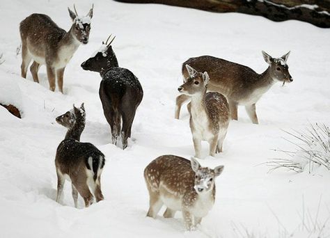 Deer stand in the snow in Knole Park in Kent, southern England. - Pixdaus Southern England, Winter Princess, Deer Stand, Snow Angels, Swiss Alps, Winter Aesthetic, Brigitte Bardot, Yule, Winter Christmas