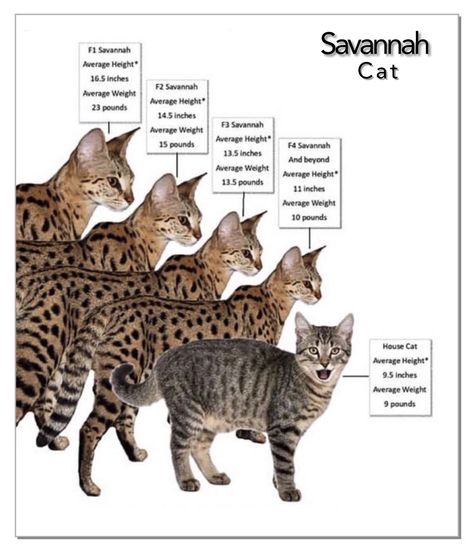 African Savannah Cat, Savannah Cat Full Grown, F5 Savannah Cat, Savanna Cat, Watercolour Cats, Exotic Cat Breeds, Savannah Kitten, Savannah Cats, Hybrid Cat