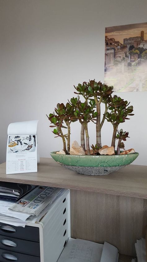 Jade Bonsai, Succulent Garden Design, Plant Care Houseplant, Plants Ideas, Succulent Garden Diy, Plant Decor Indoor, Jade Plants, Garden Artwork, Bonsai Plants