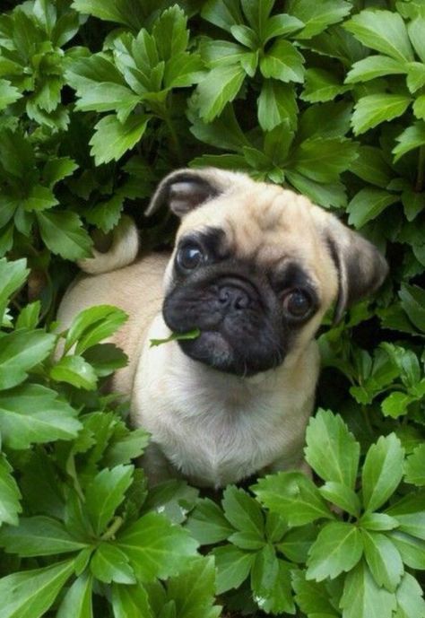 Pug Dog Animals Kissing, Pugs And Kisses, Baby Pugs, Pug Pictures, Pug Puppies, Cute Pugs, Baby Animals Funny, Pug Love, Pug Life