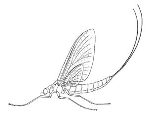 Ephemeroptera Housefly Drawing, Mayfly Drawing, Mayfly Tattoo, Fishing Fly Drawing, Mayfly Illustration, Figeater Beetle Tattoo, Fly Sketch Insect, Fly Drawing, Arm Work