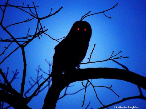 Barred owl Creepy Owl, Purple Gothic, Barred Owl, Gothic Wallpaper, Wild Animals Pictures, Cat Oc, Great Horned Owl, Blue Aesthetic, Dark Aesthetic