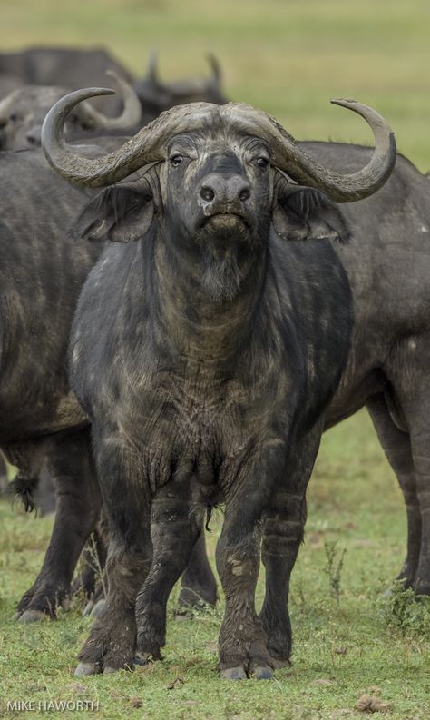 water buffalo Buffalo Photography, Horned Animals, African Animals Photography, Cape Buffalo, African Buffalo, Tattoo Nature, Animals Tattoo, Deer Photos, Funny Pigs