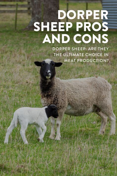 Dorper Sheep Pros and Cons: Best to Raise for Meat? Breeds Of Sheep, Dorper Sheep, Raising Sheep, Sheep Farming, Pet Sheep, Raising Farm Animals, Baa Baa Black Sheep, Sheep Shearing, Homestead Ideas