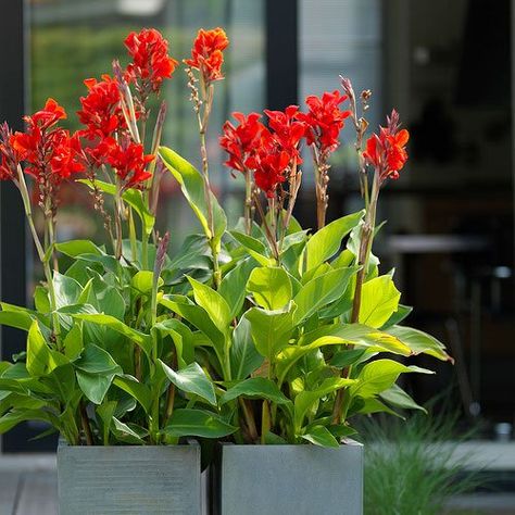 30 Best Types of Canna Lily Varieties | Balcony Garden Web Bulbs In Containers, Lily Varieties, Plants To Attract Hummingbirds, Canna Bulbs, Longfield Gardens, Canna Lily, Yellow Blossom, Red Blossoms, Sun Garden