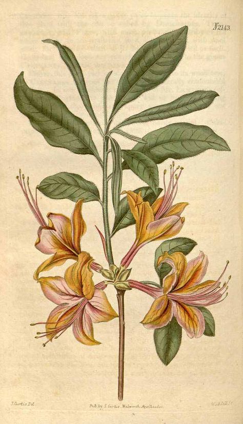 Honeysuckle Illustration, Gloriosa Superba, Honeysuckle Tattoo, Honey Suckle, Honeysuckle Flower, Vintage Botanical Prints, Botanical Watercolor, Scientific Illustration, Botanical Drawings