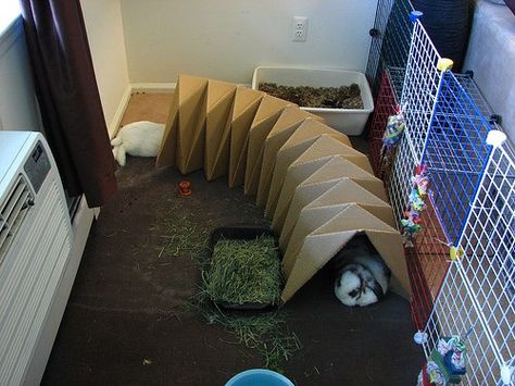 Bunny Tunnel, Rabbit Tunnel, Bunny Ideas, Pet Spaces, Guinea Pig Cage, Guinea Pig, 2nd Floor, Guinea Pigs, Creative Space