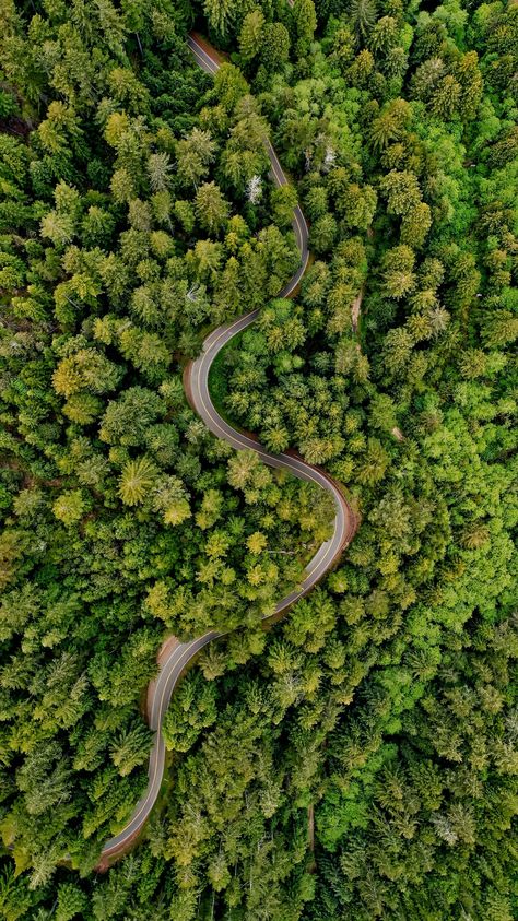 Download this photo by Cameron Venti on Unsplash Worms Eye View, Native American Proverb, Native American Wisdom, Forest Pictures, Forest Wallpaper, Photography Landscape, Birds Eye View, Green Trees, Aerial Photography