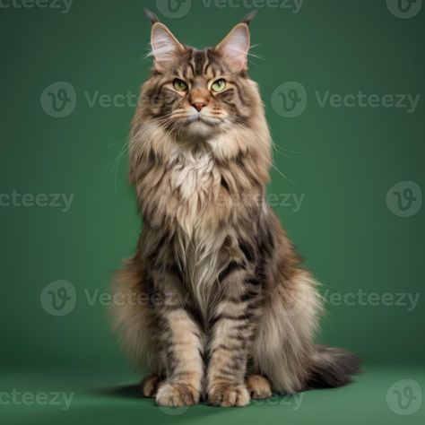 AI generated Full body of a maine coon cat on plain background Plain Background, Plains Background, Maine Coon, Free Stock Photos, Full Body, Maine, Royalty Free Stock Photos, Stock Photos, Drawings