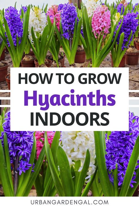 Growing hyacinth flowers indoors Plant Solarium, Indoor Hyacinth, Growing Flowers Indoors, Flower Bulbs Indoors, Hyacinths Garden, Beautiful Flower Quotes, Hyacinth Plant, Hyacinth Flower, Hyacinth Flowers