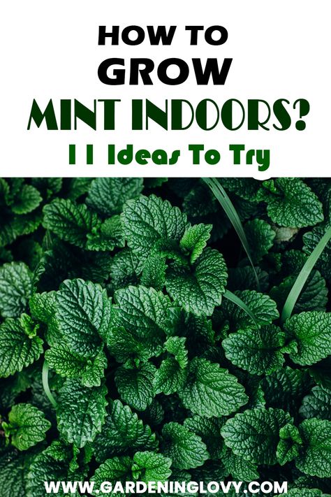 Easy 11 Tips On Growing Mint Indoors Growing Peppermint, Pepermint Plant, Growing Mint Indoors, Peppermint Plants, Growing Mint, Household Plants, Mint Plants, Companion Planting, Water Plants