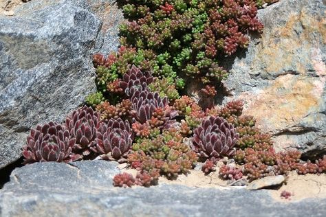 Sempervivum Ideas, Rock Wall Garden, Crevice Garden, Rock Wall Gardens, Succulent Rock Garden, Rockery Garden, Wall Landscape, Wall Plants, Rock Walls