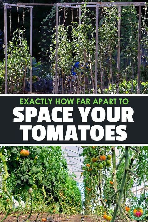 Tomato spacing is a tricky subject, because it depends on the type of tomato you grow and how you're growing it. Learn tomato plant spacing! #tomatoes #gardening #epicgardening Tomato Plant Spacing, Trimming Tomato Plants, Tomato Plant Trellis, Tomato Plant Diseases, Tomato Plant Food, Tomatoes Plants Problems, Hanging Tomato Plants, Gardening Tomatoes, Pruning Tomato Plants