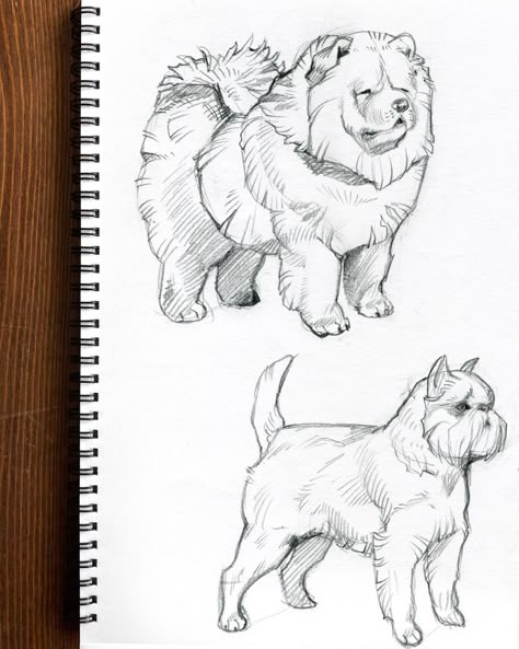 Animal Drawings Sketches Dog, Animal Drawings With Color, Animal Mixes Drawing, Chow Chow Dog Drawing, Chow Chow Painting, Chow Chow Drawing, Dog Drawing Sketches, Chow Chow Tattoo, Animal Drawings Dog