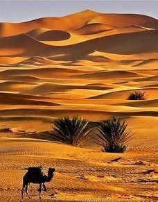 Jaisalmer Travel, Desert Rajasthan, Rajasthan Desert, Thar Desert, Deserts Of The World, Hot Desert, Amazing India, Asia Map, Desert Safari