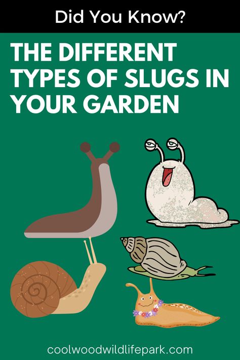 Even the phrase “slug” can cause gardeners’ faces to twitch and contort uncomfortably. There are many different kinds of slugs in gardens, but one particular gastropod mollusk has completely destroyed gardens, bringing men and women to tears. Slugs In Garden, Different Species, Wildlife Park, Slug, Different Kinds, Back Garden, One Moment, Different Types, Did You Know