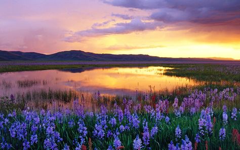 This beautiful landscape in Idaho takes on an incredible transformation every spring as the camas lily bloom takes place. Fantasy Grasslands, Cottage Core Painting, Spring Landscapes, Sky Rainbow, Idaho Travel, Country Backgrounds, Ipad Wallpaper Aesthetic 4k, Light Blue Wallpaper, Wallpaper For Desktop