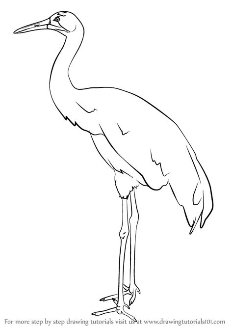 Learn How to Draw a Whooping crane (Birds) Step by Step : Drawing Tutorials Crane Drawing Sketch, Whooping Crane Drawing, How To Draw A Crane, Crane Sketch, Elk Drawing, Crane Drawing, Sarus Crane, Whooping Crane, Art Hacks