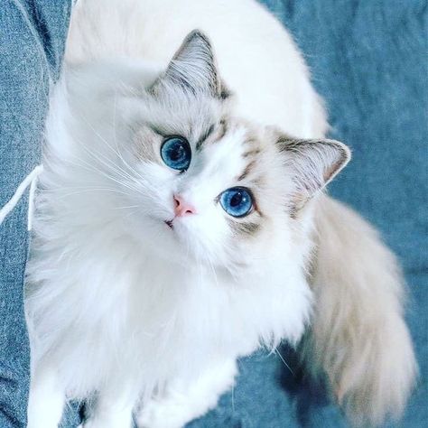 Ragdoll Cat Aesthetic Wallpaper, Ragdoll Cat Aesthetic, Beautiful Cats Pictures, Ragdoll Cats, Cat With Blue Eyes, Gorgeous Cats, Cute Cats Photos, Pet Animals, Cat Features