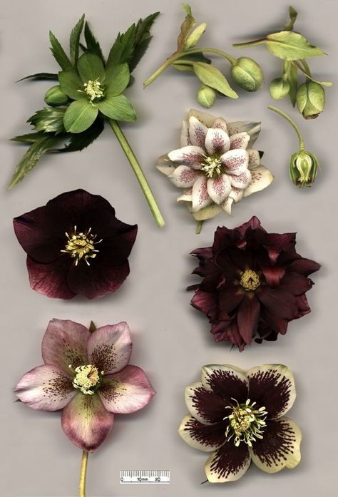 hellebores - gardenista Lenten Rose, Poisonous Plants, Christmas Rose, Winter Flowers, Perfect Plants, Arte Floral, Types Of Flowers, Beautiful Blooms, Shade Garden