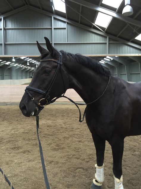 Black Dressage Horse, Black Horse Jumping, Black Warmblood, Horse Riding Aesthetic, Equestrian Dressage, Thoroughbred Horse Black, Black Oldenburg Horse, Equestrian Aesthetic, Black Horses