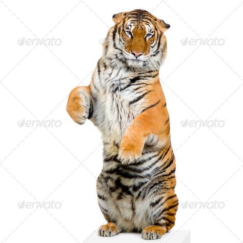 Tiger standing up by Lifeonwhite. Tiger standing up lying down in front of a white background. All my pictures are taken in a photo studio#lying, #front, #Lifeonwhite, #Tiger Tiger Standing, Circus Tiger, Purebred Cats, Infographic Design Layout, Lion Painting, Stock Photography Free, Big Cats, Royalty Free Photos, Wild Cats