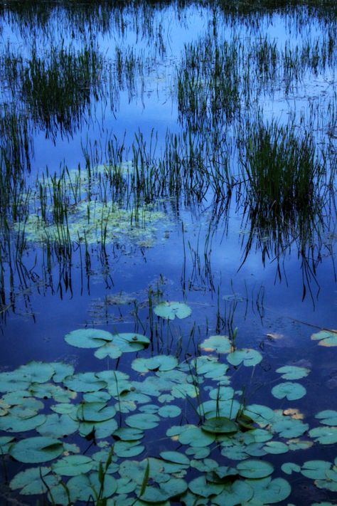 walking-geema:  .dusk on the forever marsh Okefenokee Swamp, Lily Water, Lily Pictures, Mtg Altered Art, Lotus Flower Pictures, Carnival Posters, Tropical Illustration, Lotus Painting, Jellyfish Art