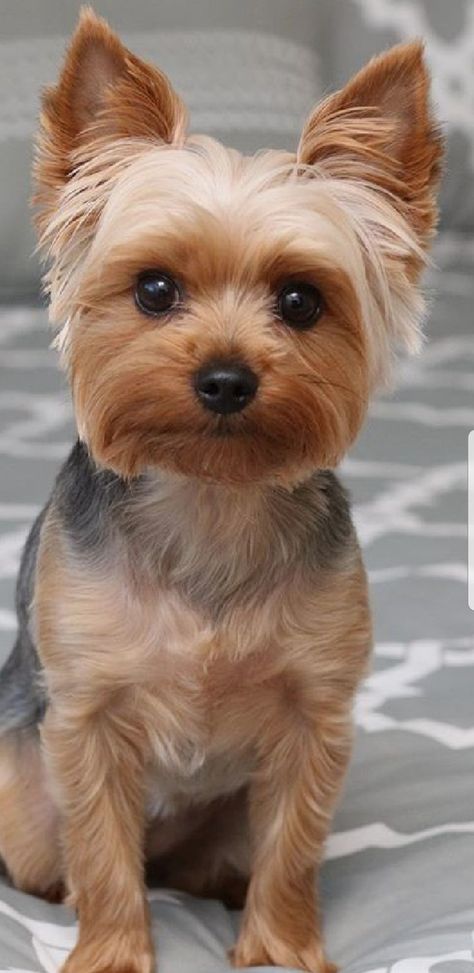 Mini Yorkie Haircut, Short Yorkie Haircut Summer, Teddy Bear Yorkie Haircut, Yorker Haircut, Yorkies Haircut, Yorkshire Haircut, Short Yorkie Haircut, Morkie Haircut Hairstyles, Yorkie Haircut Teddy Bear