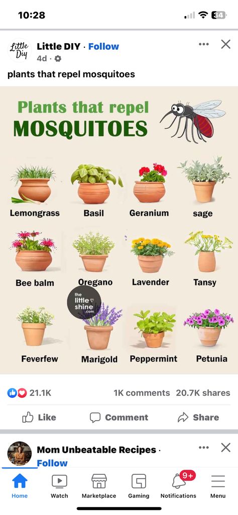 Easy Flowers To Grow Outdoors, Easy Flowers To Grow, Easiest Flowers To Grow, Flowers To Grow, Easy Flowers, Gardening Tips, Garden Landscaping, Planting, To Grow