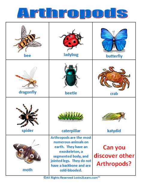 Arthropods Chart  www.loving2learn.com Arthropods Activities, Classifications Of Animals, Classifications Of Living Things, Taxonomy Classification, Arthropods Classification, Plant And Animal Adaptations, Vertebrates And Invertebrates, Science Anchor Charts, Animal Classification