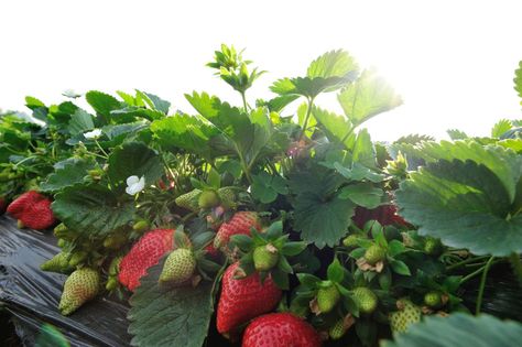 Top 10 Tips for Growing Strawberries - Palmers Garden Centre Strawberry Plant Care, Strawberry Growing, How To Grow Strawberries, Grow Strawberries, Patio Container Gardening, Types Of Mulch, Strawberry Planters, Strawberry Garden, Organic Mulch