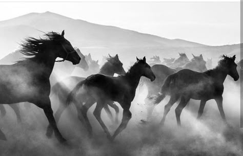 On The Run Aesthetic, Horse Stampede, Ground Aesthetic, Black And White Horse Photography, Ahal Teke, White Horse Photography, Horses Black And White, Ranch Cowgirl, Black And White Horse