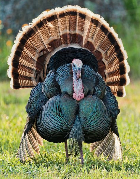 See more Raising Turkeys, Gamebirds, Turkey Bird, Tom Turkey, Regnul Animal, Turkey Hunting, Wild Turkey, Game Birds, Pretty Colors