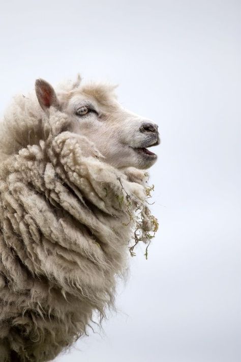 Sheep Side Profile, Lovely Profile, Spirit Animals, Sheep And Lamb, C S Lewis, A Sheep, Never Too Old, The Shepherd, Arte Animal