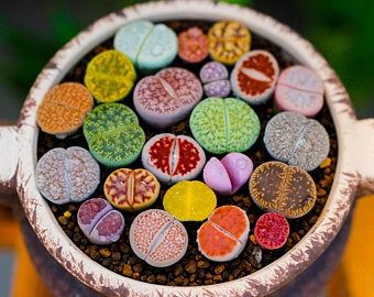 House Succulents, Color Seeds, Living Stone Plant, Lithops Succulents, Living Stones, Stone Plant, Cactus Seeds, Succulent Seeds, Blue Lotus Flower