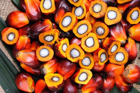 Batana Oil for Hair Growth: Benefits, Side Effects and How To Use | FullyVital Crazy Colour Hair Dye, Batana Oil, Jamaican Castor Oil, Butter Alternative, Red Palm, Oil Industry, Palm Kernel Oil, Rosemary Oil, Eat Smarter