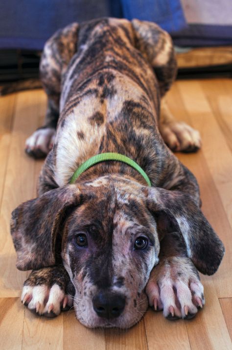 Great Dane/Cane Corso/Neopolitan Mastiff mix. adorbz Mastiff Mix, Dane Puppies, Pitt Bull, Love My Dog, Large Dog Breeds, Blue Heeler, Chewbacca, Cane Corso, Great Dane