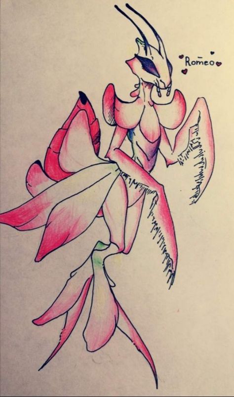 Hymenopus coronatus-Orchid mantis Orchid Mantis Oc, Orchid Mantis Character Design, Anthro Mantis, Praying Mantis Character Design, Orchid Mantis Drawing, Mantis Humanoid, Praying Mantis Oc, Anthro Bug, Orchid Mantis Tattoo