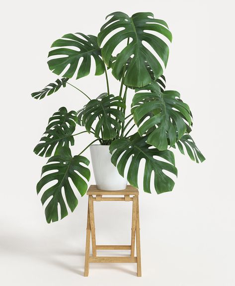 Plante Monstera, Tanaman Indoor, Philodendron Monstera, Best Indoor Plants, Decoration Plante, Bathroom Plants, Air Purifying Plants, Bedroom Plants, Jade Plants