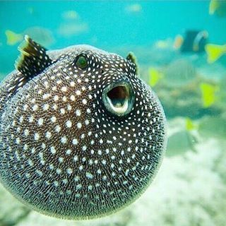 Curious fact: Inflation comes at a cost for pufferfish, and can increase the fish's oxygen uptake to five times that of resting levels. It then takes an average of 5-6 hours before the fish can return to typical metabolic levels. A tired fish is a vulnerable one, and it's likely that pufferfish — known for their deadly poison — may be easier targets for predators after they deflate. So please don’t poke or stress them on purpose! ❤️ . Congratulations to photographer @blainefranger for this pic Pufferfish Cute, Life Under The Sea, Bf Picture, Whitetail Bucks, Beluga Whale, Puffer Fish, Cute Fish, Water Life, Rare Animals