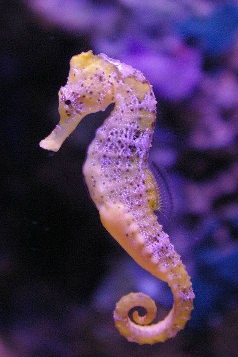 The Seahorse | by Photos_By_L Sea Horse, Seahorses, A Sea, Yellow, Purple, Water