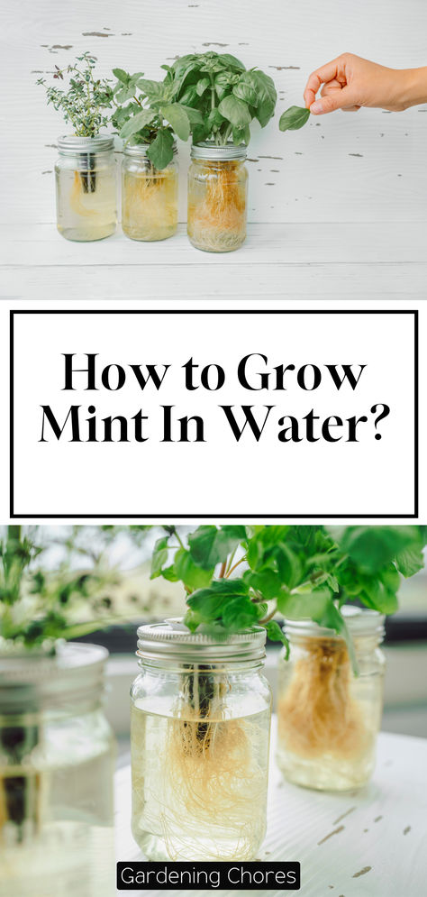 How to grow mint in water? Grow Mint In Water, Growing Mint In Water, How To Grow Mint In Water, Growing Mint In Pots, Mint In Water, Grow Mint Indoors, Planting Mint, Mint Plant Care, Growing Mint Indoors