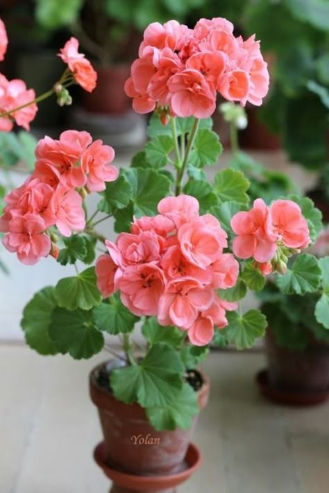 Geraniums Garden, Potted Geraniums, Geranium Plant, Geranium Flower, Wedding Flowers Summer, Container Flowers, Perennial Plants, Container Plants, Flower Seeds