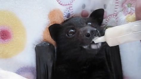 Baby bat in a blanket can't drink banana smoothie fast enough Bat Stimboard, Bat Eating Banana, Smoothie Fast, Fox Bat, Eating Bananas, Flying Fox, Baby Bats, Cute Bat, Pets 3