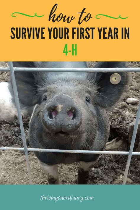 4-H Program|An Overview - Thriving On Ordinary 4h Pigs, 4h Fair, Marketing Letters, 4h Ideas, Horse Meme, 4 H Club, Animal Lessons, Teaching Life Skills, Showing Livestock