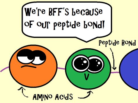 Remember that amino acids are held together by a peptide bond! This is an image from our protein synthesis video! We go over the steps of transcription and translation and the roles that ribosomes, DNA, and RNA play. We also compare and contrast RNA and DNA and explain the three different types of RNA.  Come learn and laugh with the zany Amoeba Sisters! http://www.youtube.com/watch?v=lC2UV80PZpg Life Science Classroom, Amoeba Sisters, Biology Jokes, Dna And Rna, Biology Memes, Peptide Bond, Lab Humor, Biology Humor, Transcription And Translation