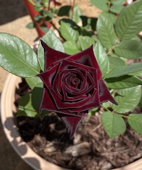 Black Baccara Roses, Black Baccara, Pretty Flowers Photography, Goth Garden, Gothic Garden, Gothic Rose, Boquette Flowers, Rosé Aesthetic, Gothic Aesthetic