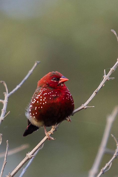 31 Photo Of Gorgeous Birds Called Strawberry Finches Strawberry Finch Birds, Strawberry Finch, Strawberry Photo, Finch Bird, Finches Bird, Birds Photography, Bird Calls, Most Beautiful Birds, Finches