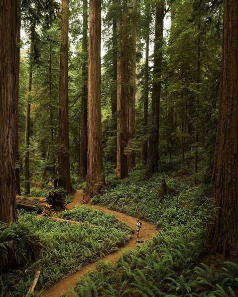 Walking through the giants of Sequoia National Park 📸 @tylerwayneglass #nationalpark #nationalparks #nationalparksusa #sequoia #sequoianationalpark #sequoianationalforest #hiking #hikingadventures #nature #outdoors Sequoia Tree, National Park Vacation, National Parks Usa, The Giants, Sequoia National Park, National Parks Trip, G Adventures, Us National Parks, Iphone Photos